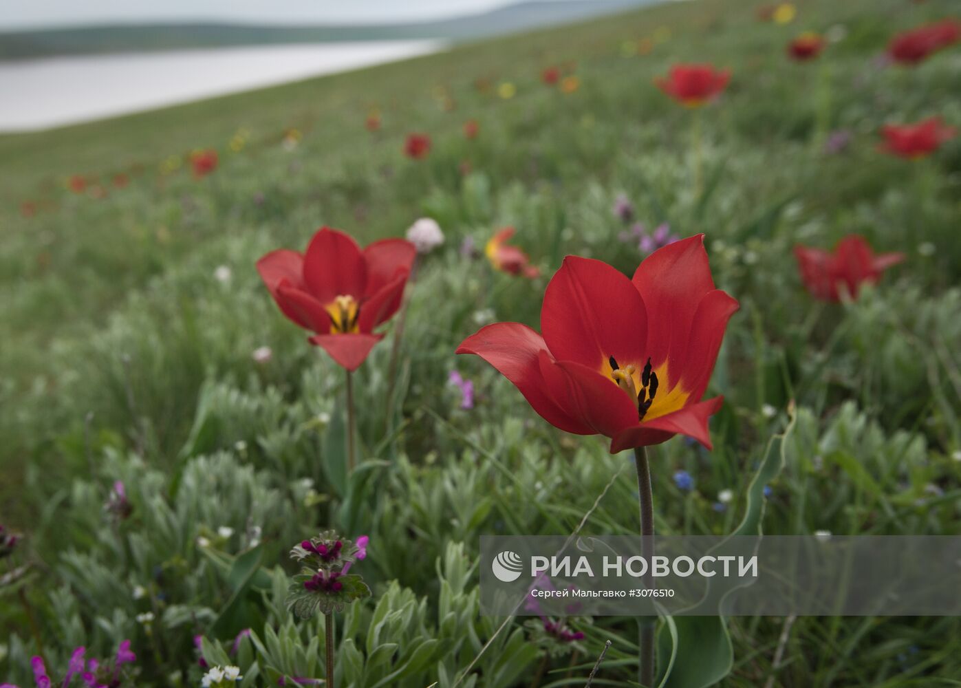 Опукский природный заповедник в Крыму