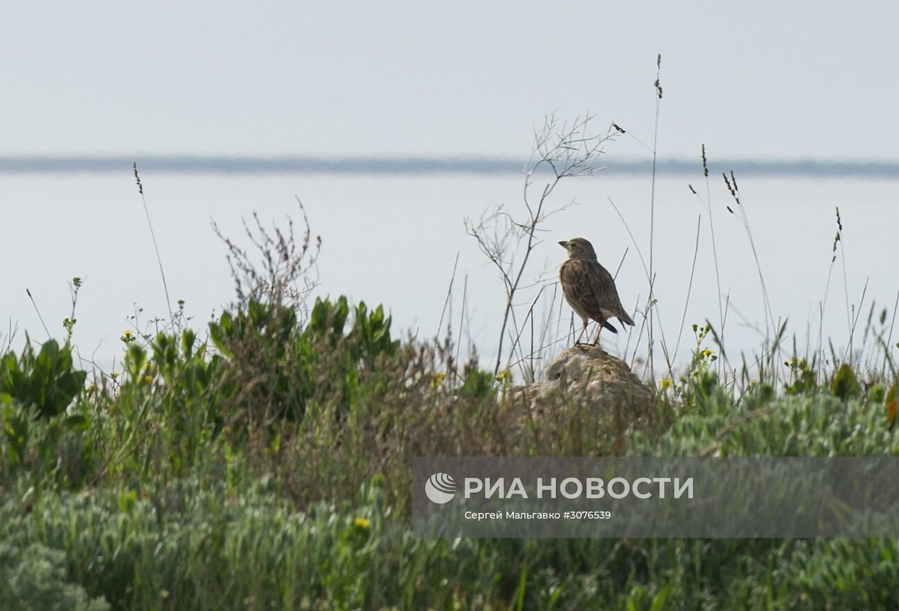 Опукский природный заповедник в Крыму