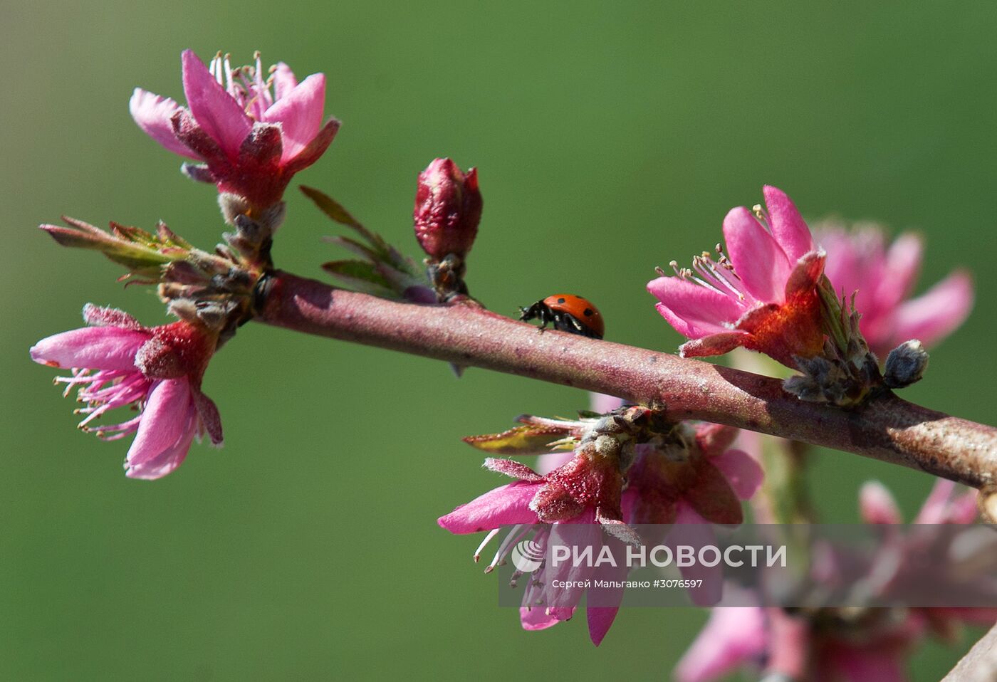 Весна в Крыму