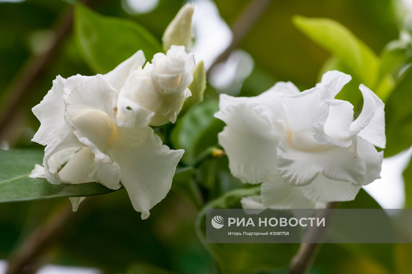 Оранжерея Республиканского эколого-биологического центра им. Кима Андреева в Карелии