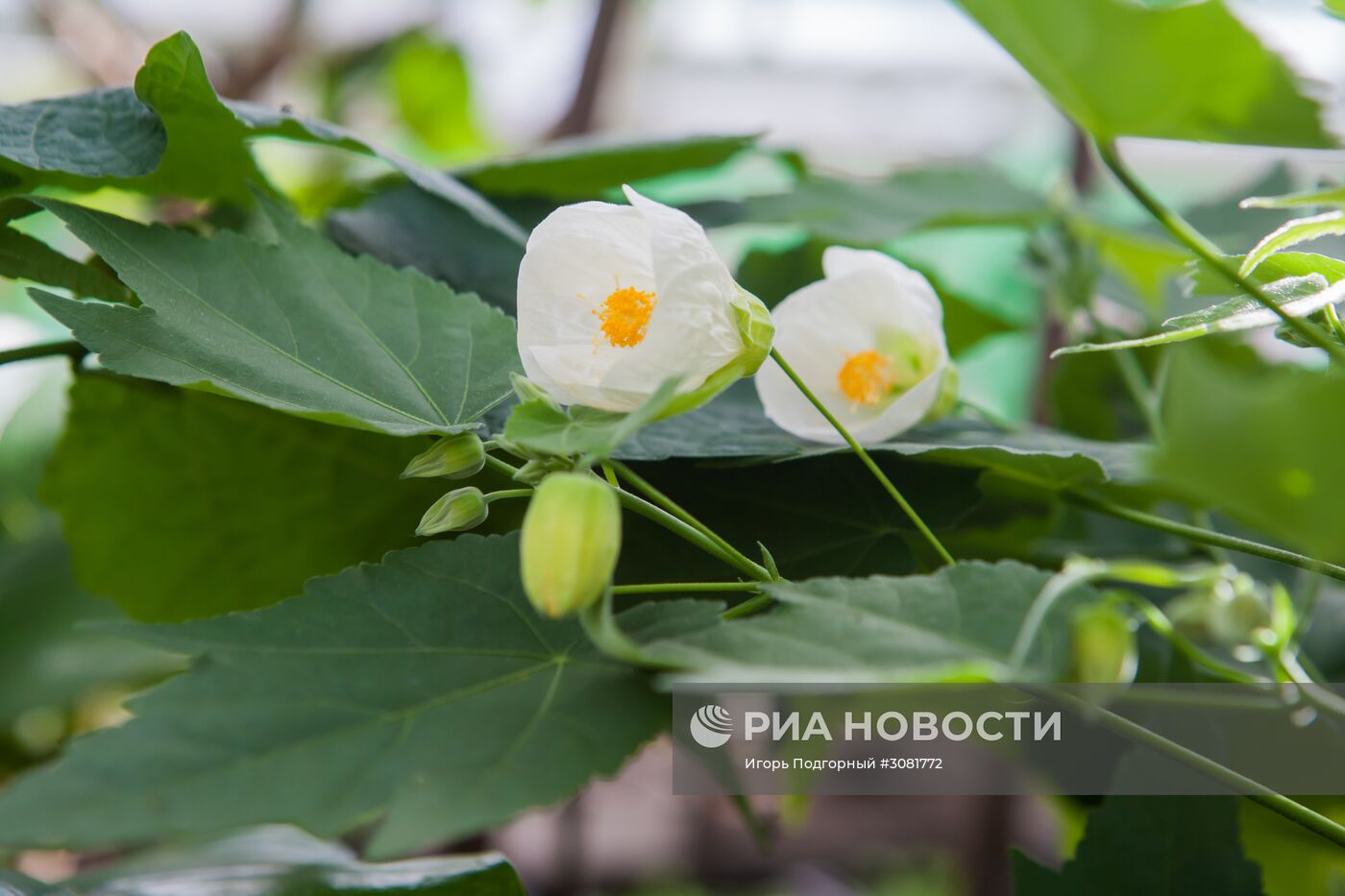 Оранжерея Республиканского эколого-биологического центра им. Кима Андреева в Карелии