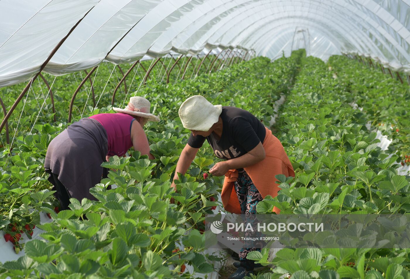 Сбор клубники в Абхазии