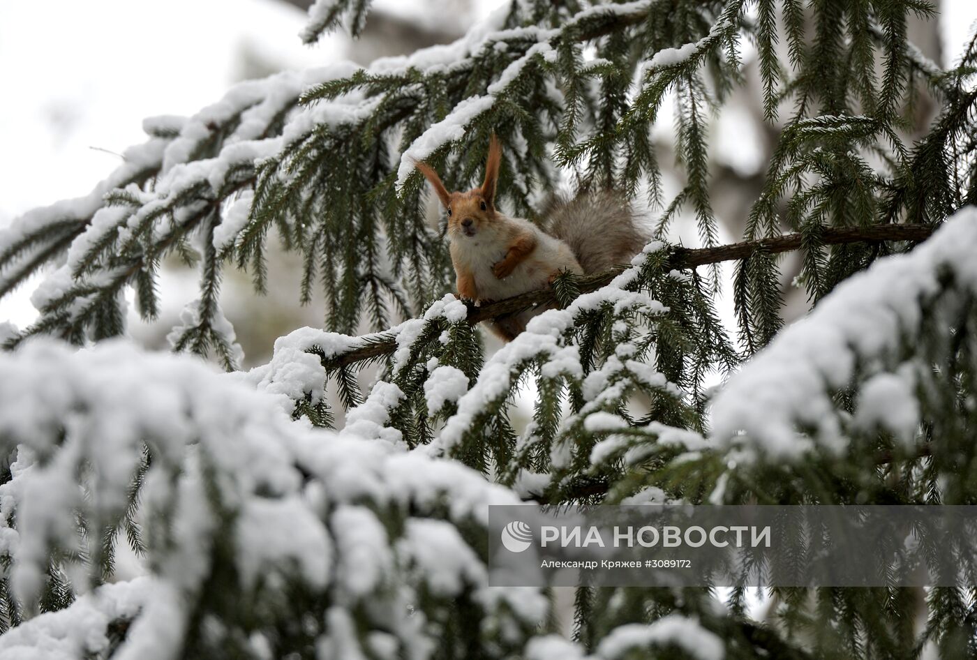 Майский снег в Новосибирске