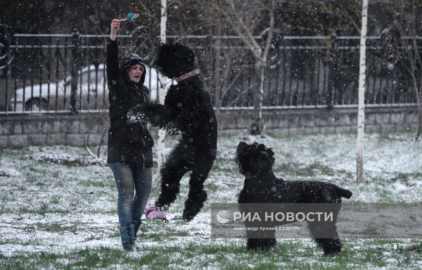 Майский снег в Новосибирске