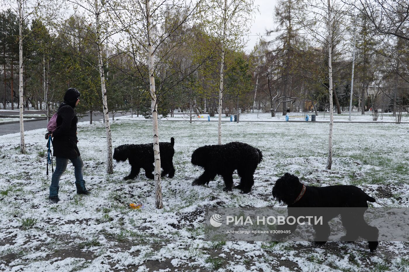 Майский снег в Новосибирске