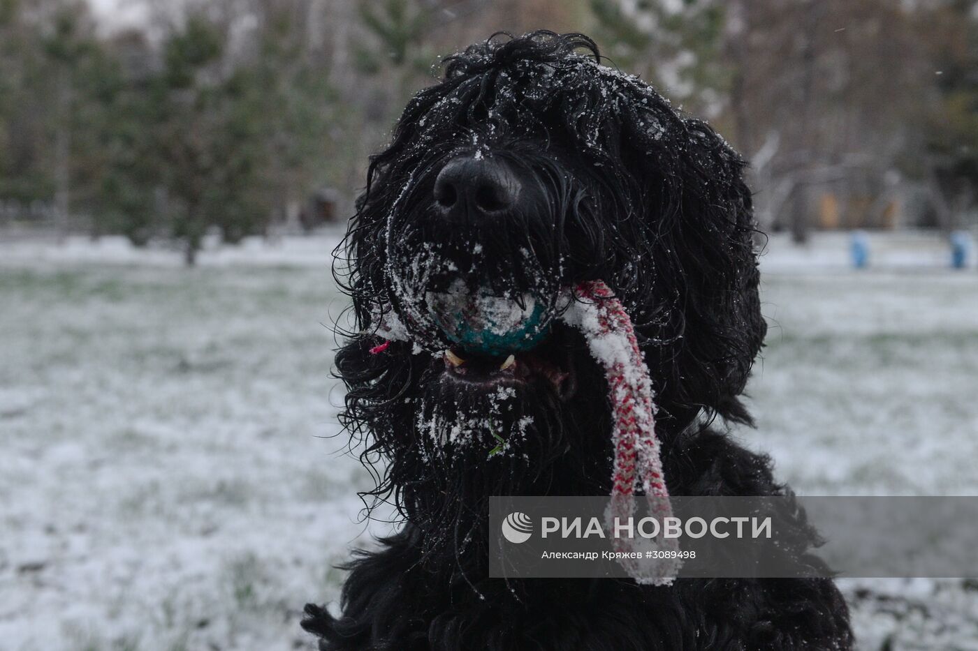 Майский снег в Новосибирске