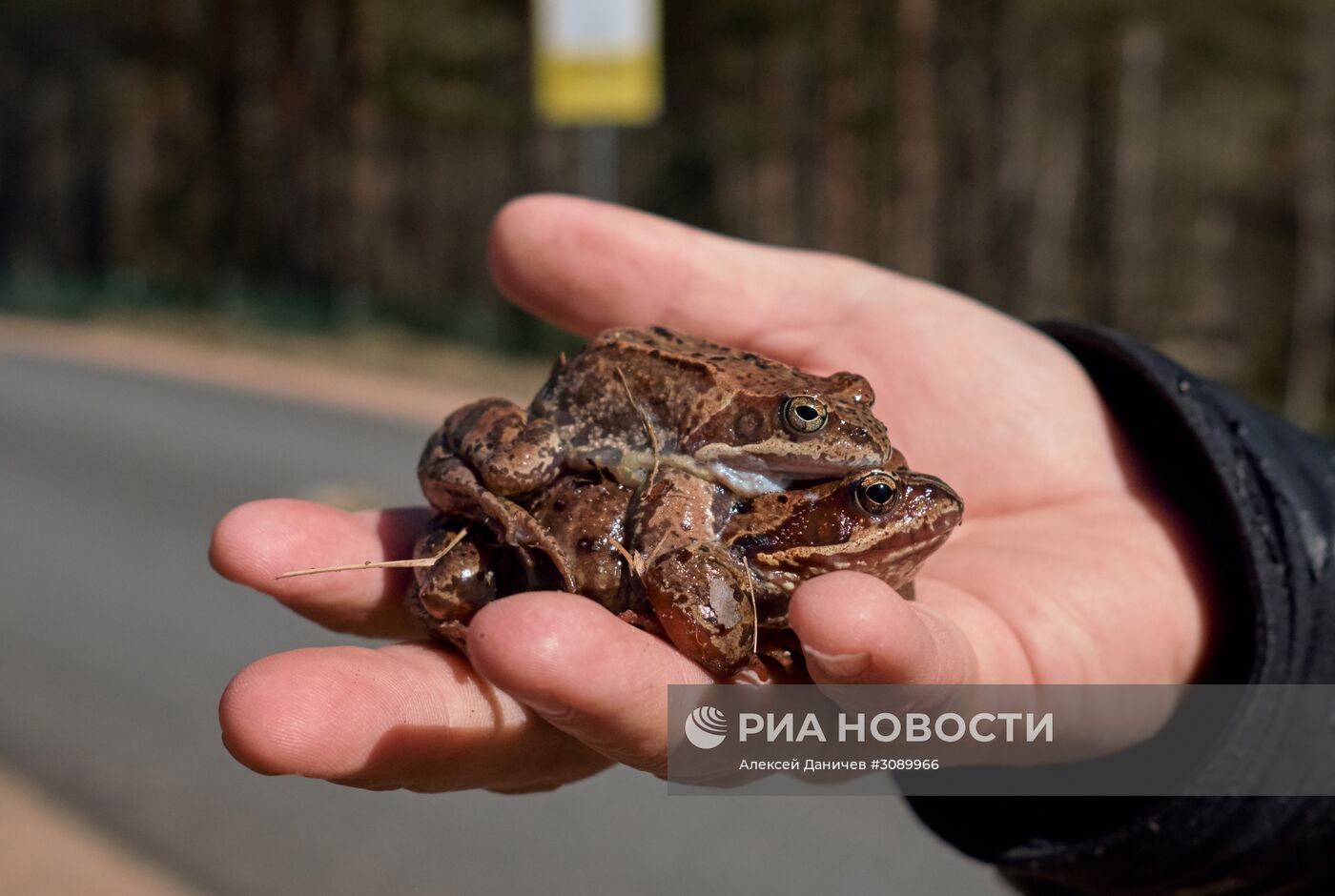 Акция по спасению серых жаб в Санкт-Петербурге