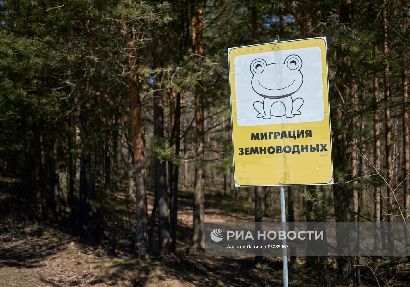 Акция по спасению серых жаб в Санкт-Петербурге