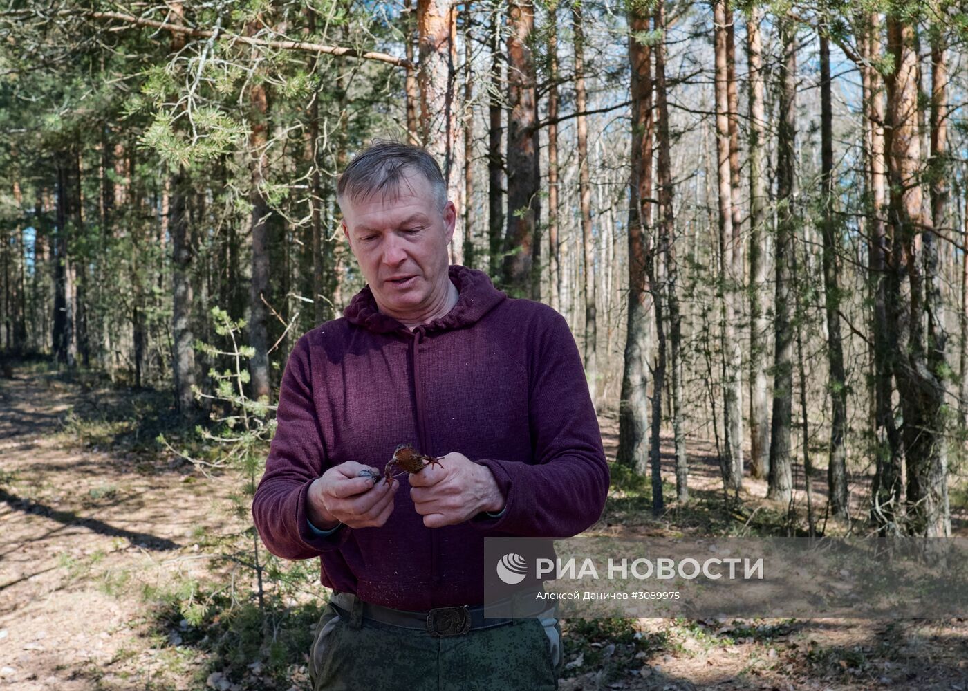 Акция по спасению серых жаб в Санкт-Петербурге