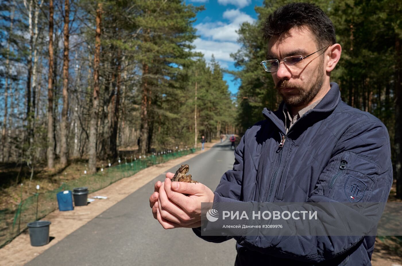 Акция по спасению серых жаб в Санкт-Петербурге