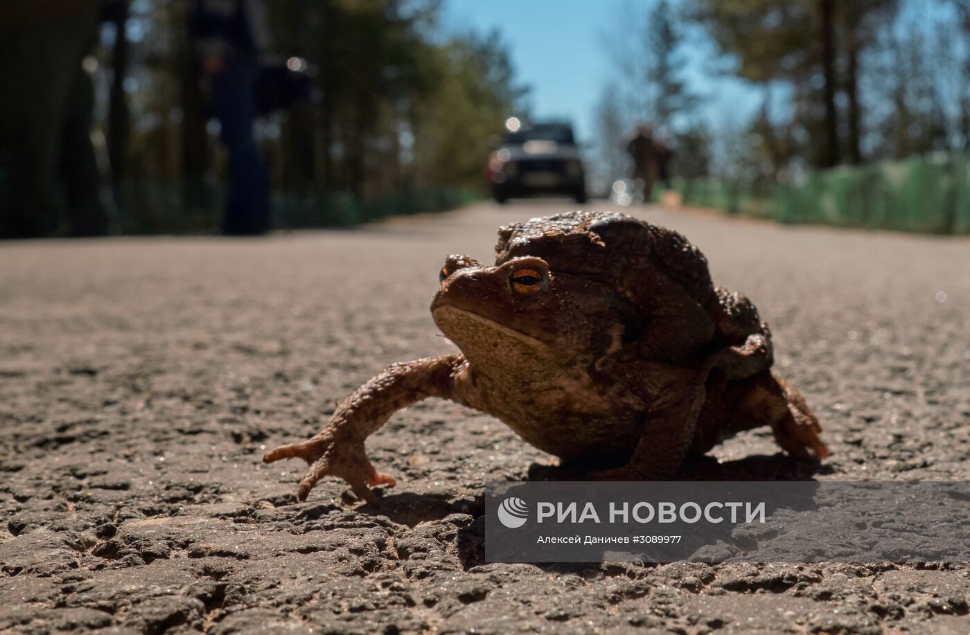 Акция по спасению серых жаб в Санкт-Петербурге