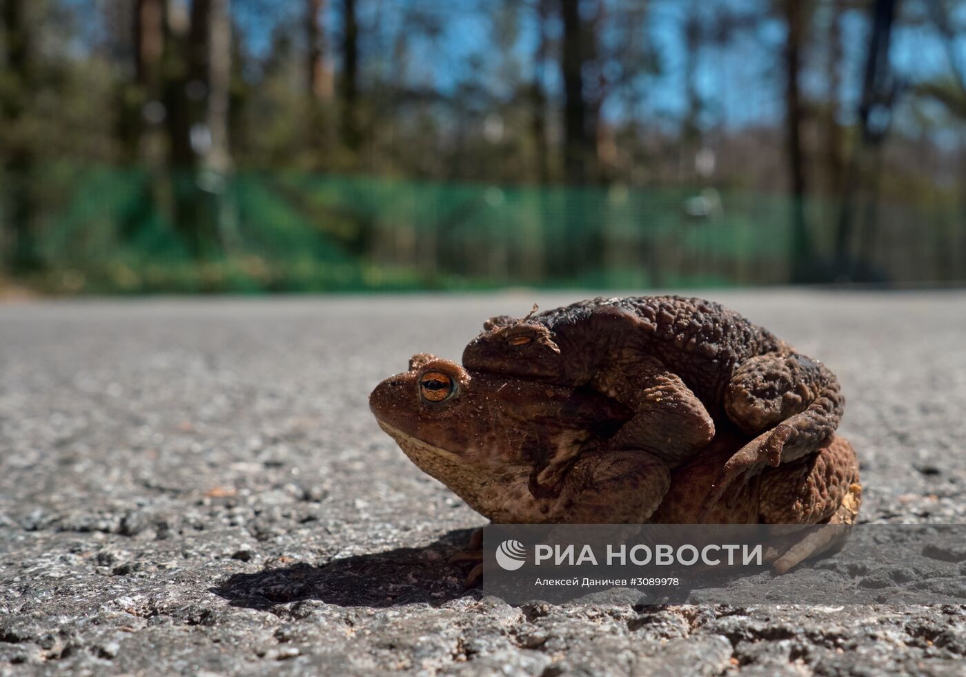 Акция по спасению серых жаб в Санкт-Петербурге