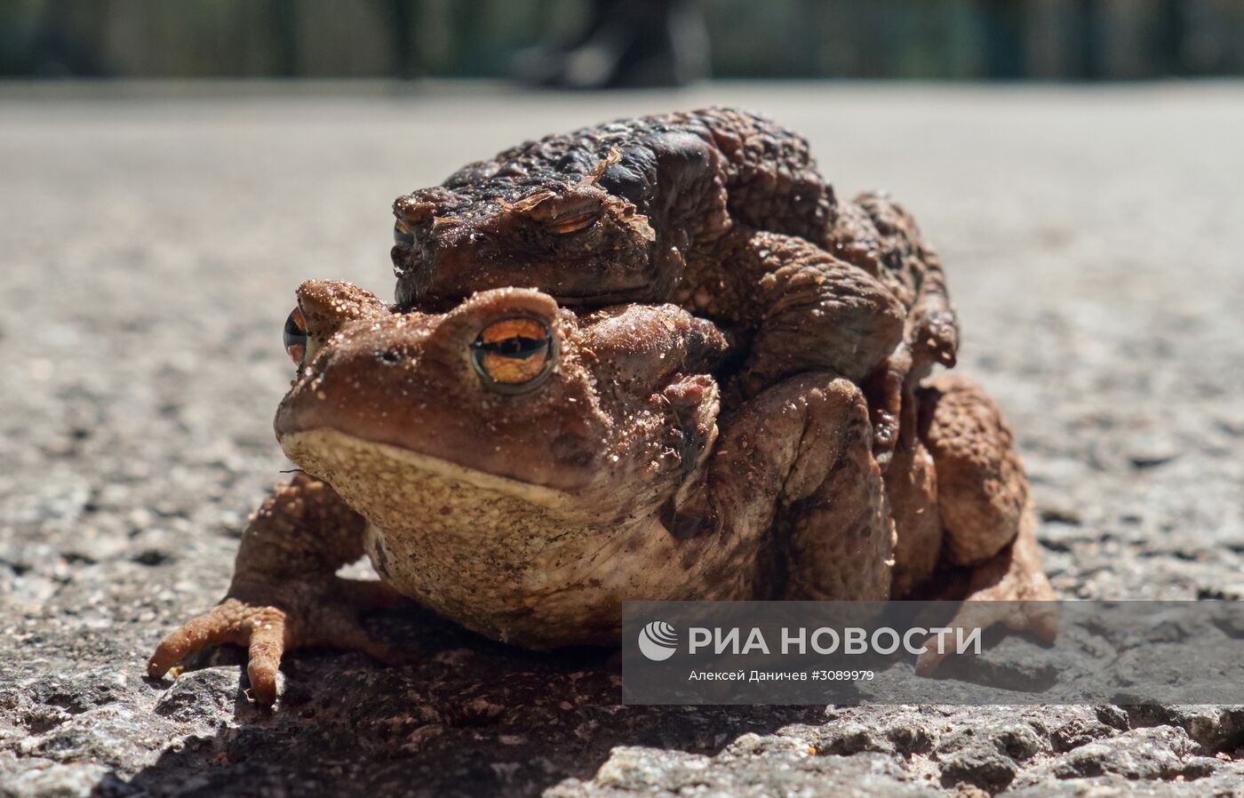 Акция по спасению серых жаб в Санкт-Петербурге
