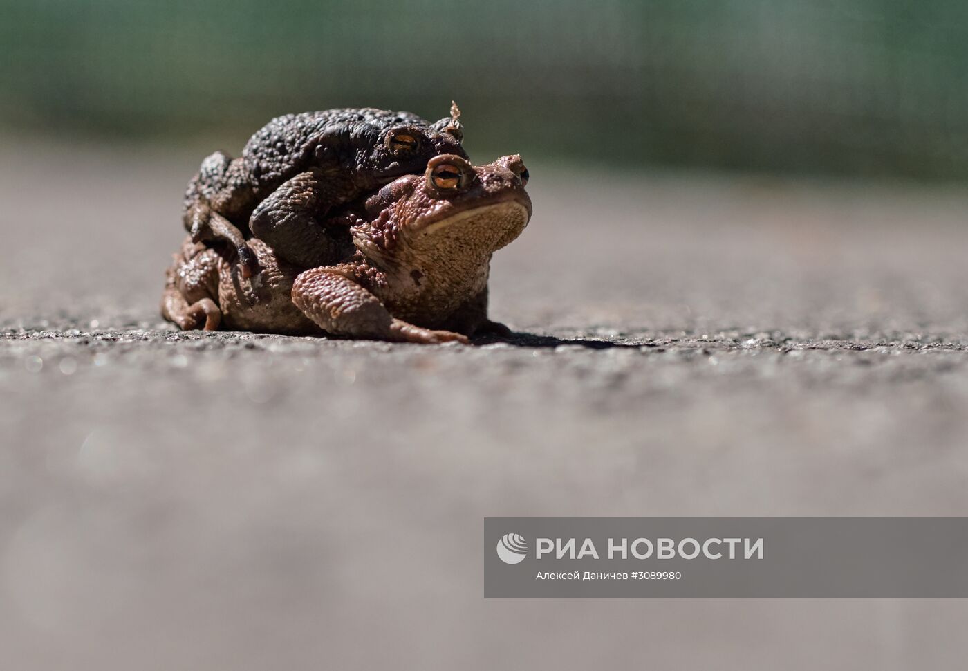 Акция по спасению серых жаб в Санкт-Петербурге