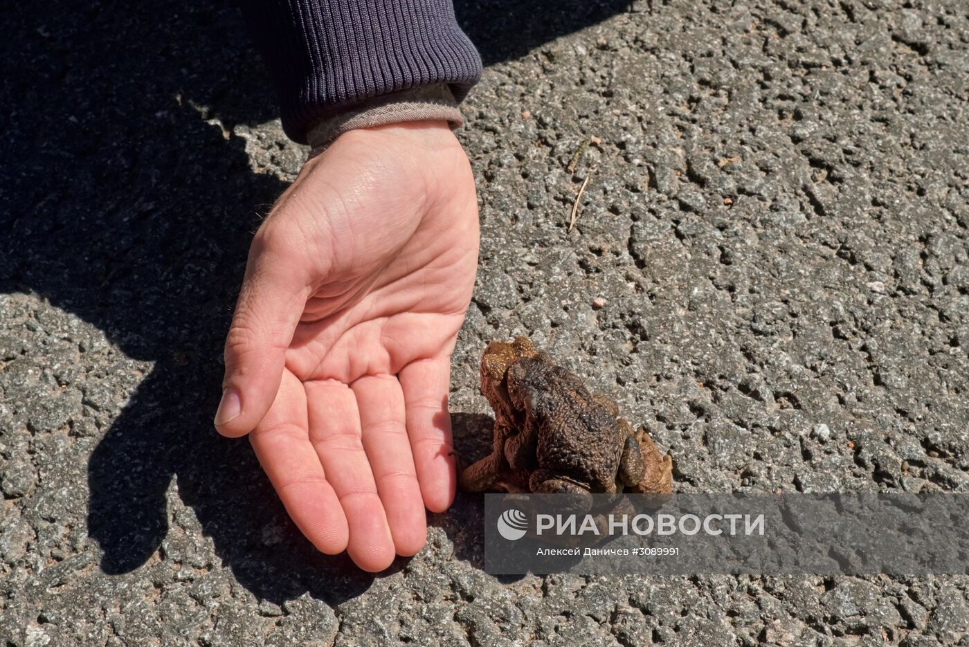 Акция по спасению серых жаб в Санкт-Петербурге