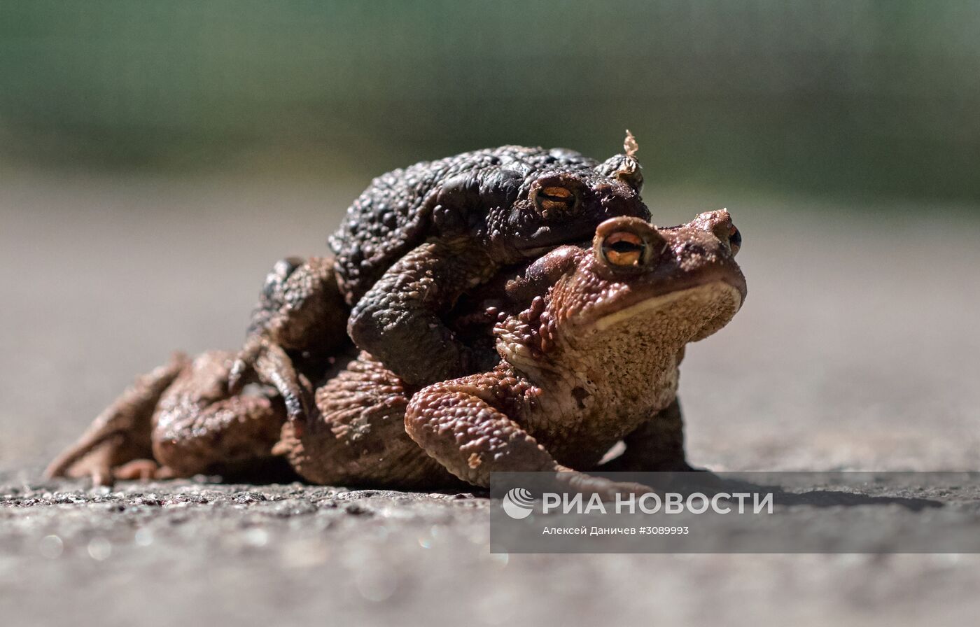 Акция по спасению серых жаб в Санкт-Петербурге