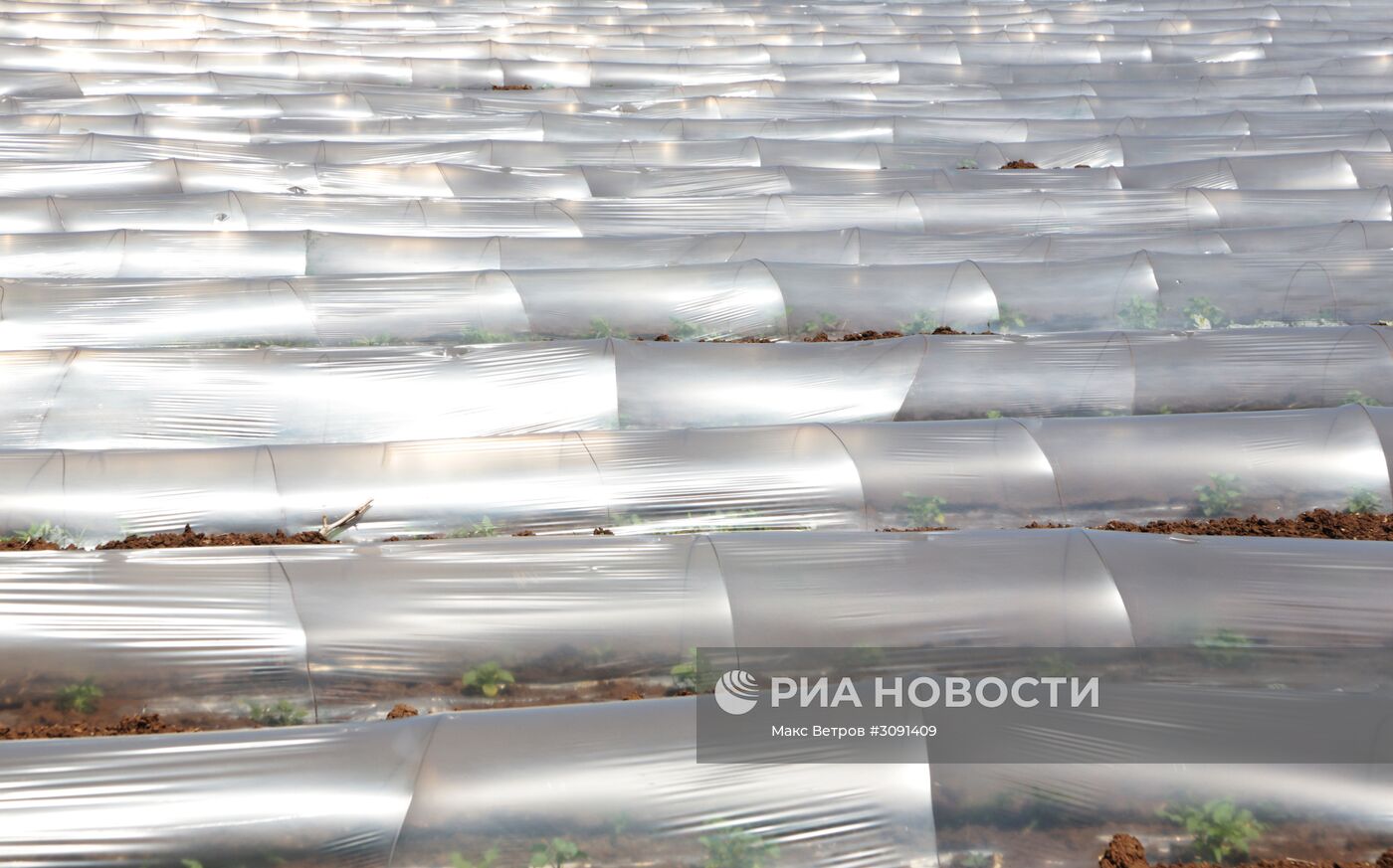 Виноградники Крыма