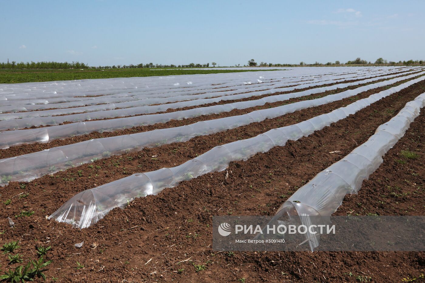 Виноградники Крыма