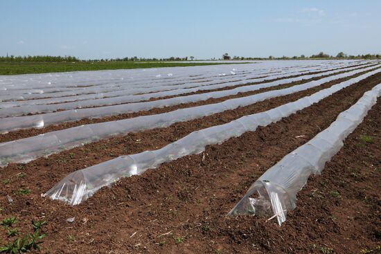 Виноградники Крыма