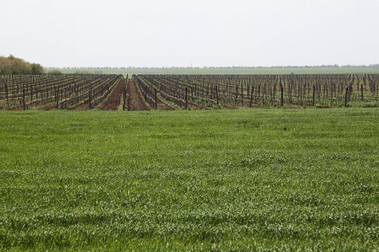 Виноградники Крыма