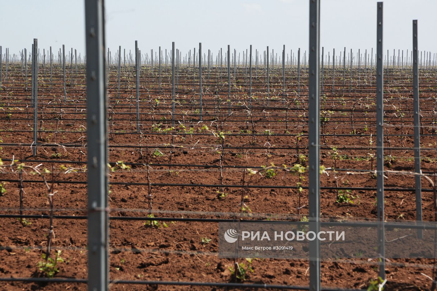 Виноградники Крыма