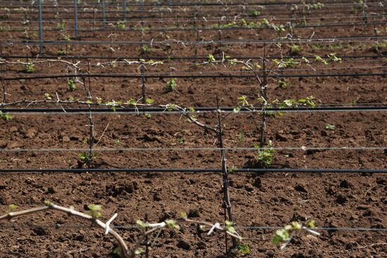 Виноградники Крыма