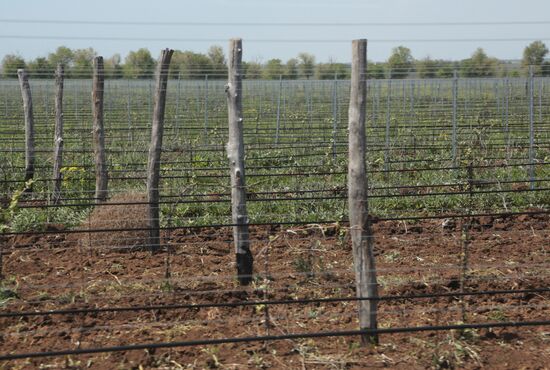 Виноградники Крыма