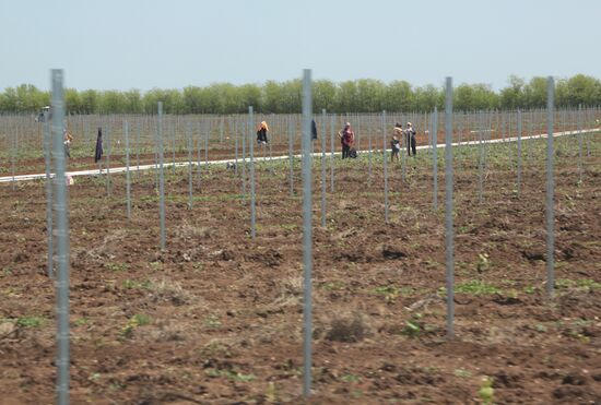 Виноградники Крыма