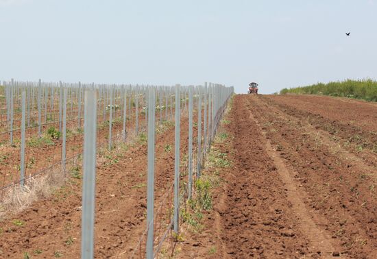 Виноградники Крыма