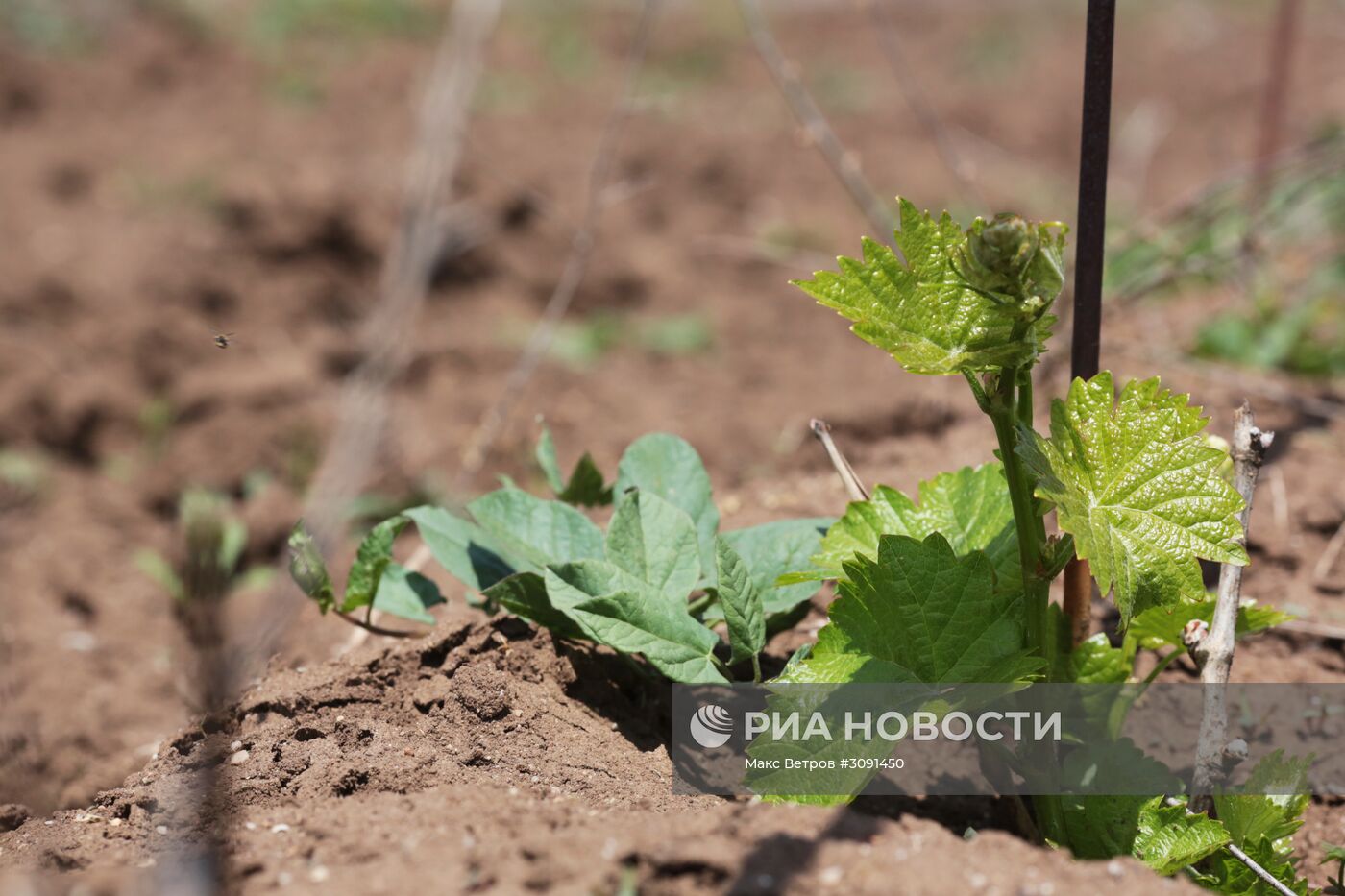 Виноградники Крыма