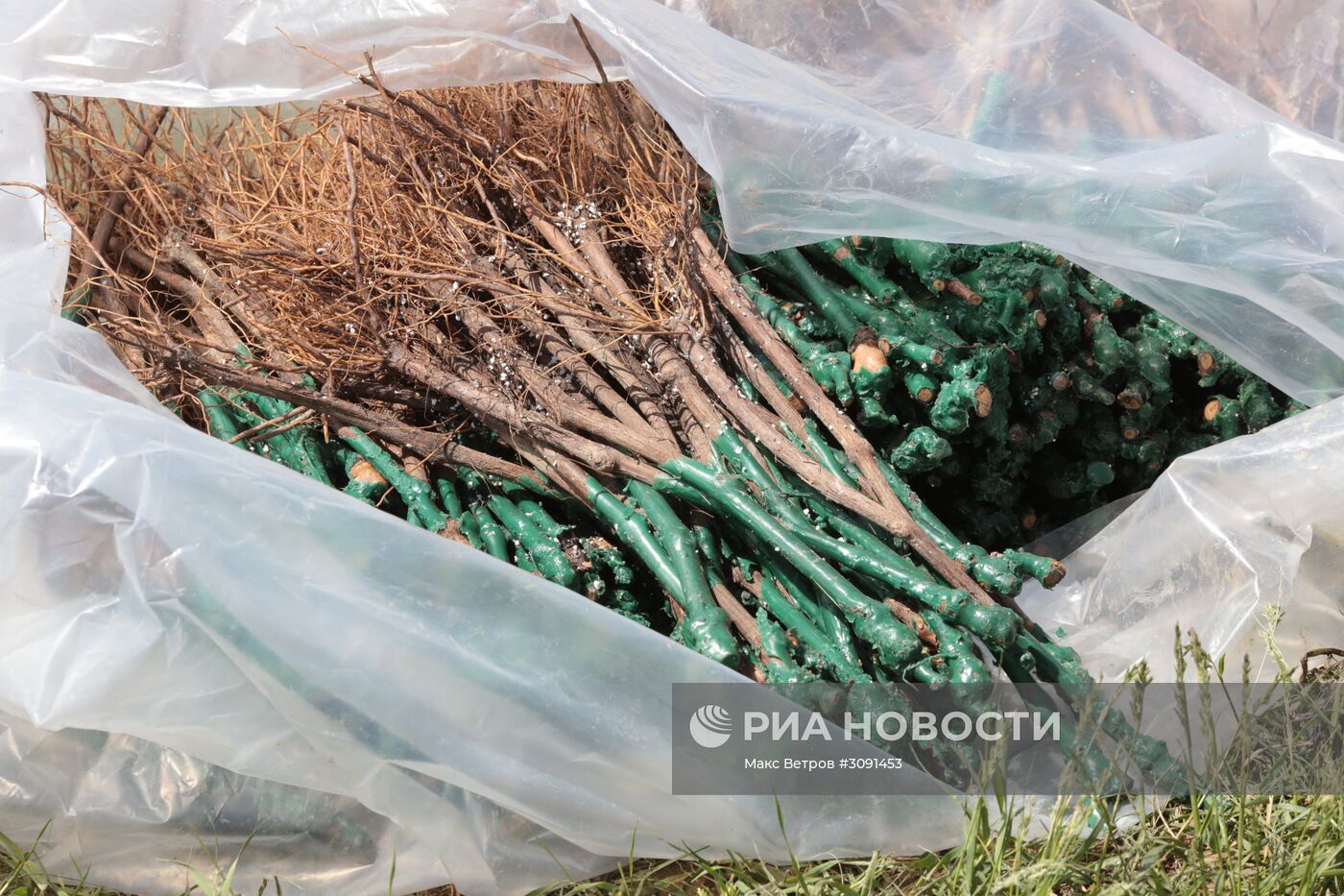 Виноградники Крыма