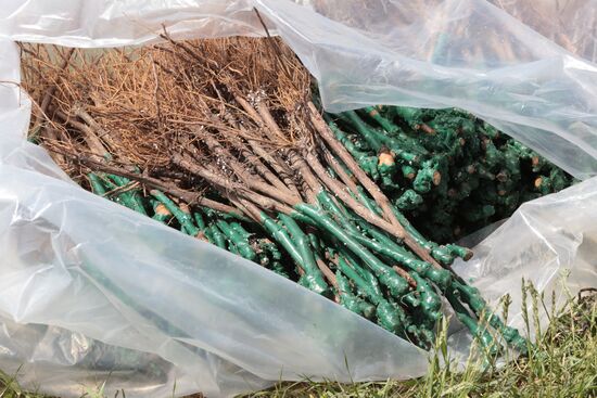 Виноградники Крыма