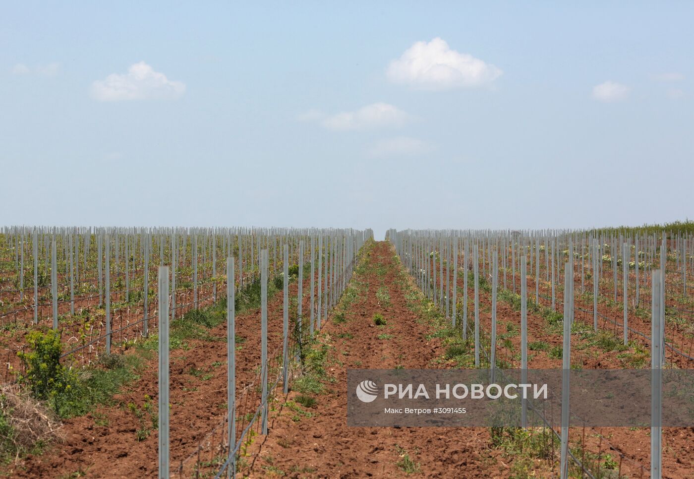 Виноградники Крыма