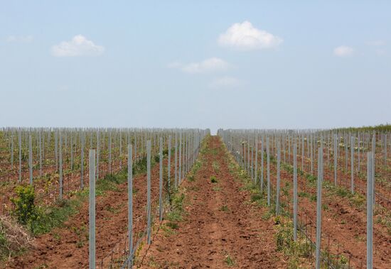 Виноградники Крыма