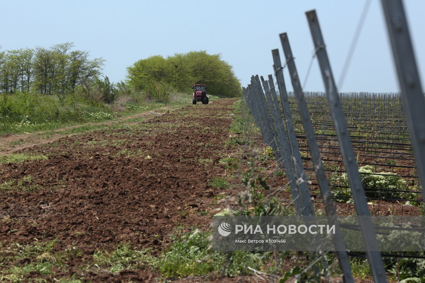Виноградники Крыма