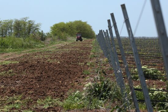 Виноградники Крыма