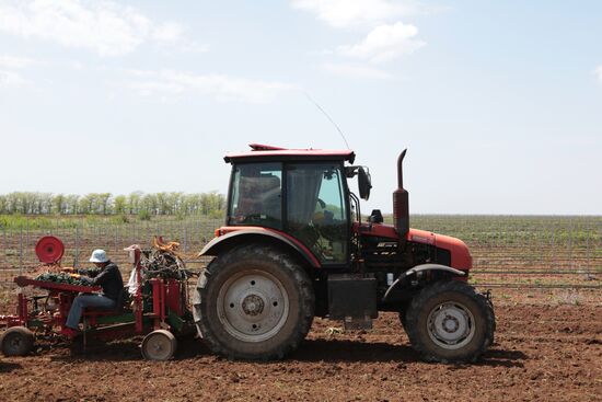 Виноградники Крыма