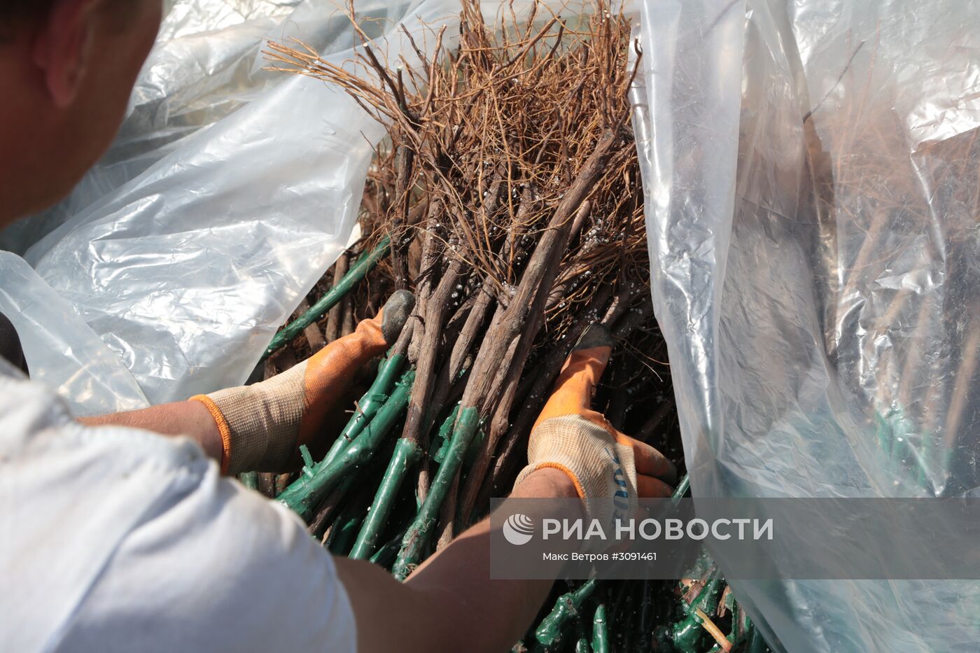 Виноградники Крыма