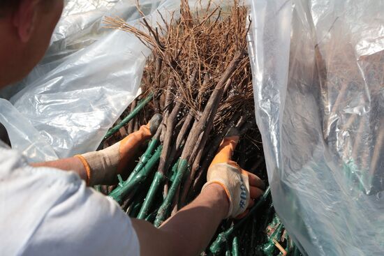 Виноградники Крыма