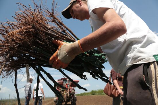 Виноградники Крыма