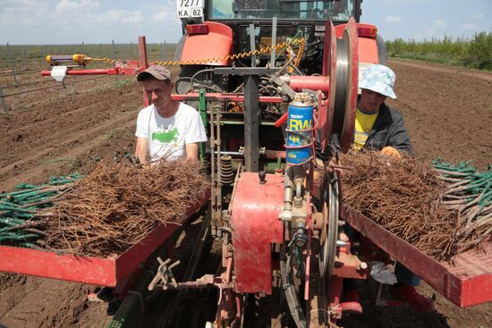 Виноградники Крыма