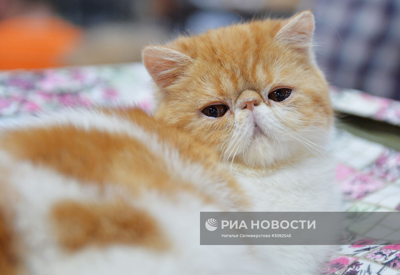 Выставка кошек "Кубок Валенсии - Весна"