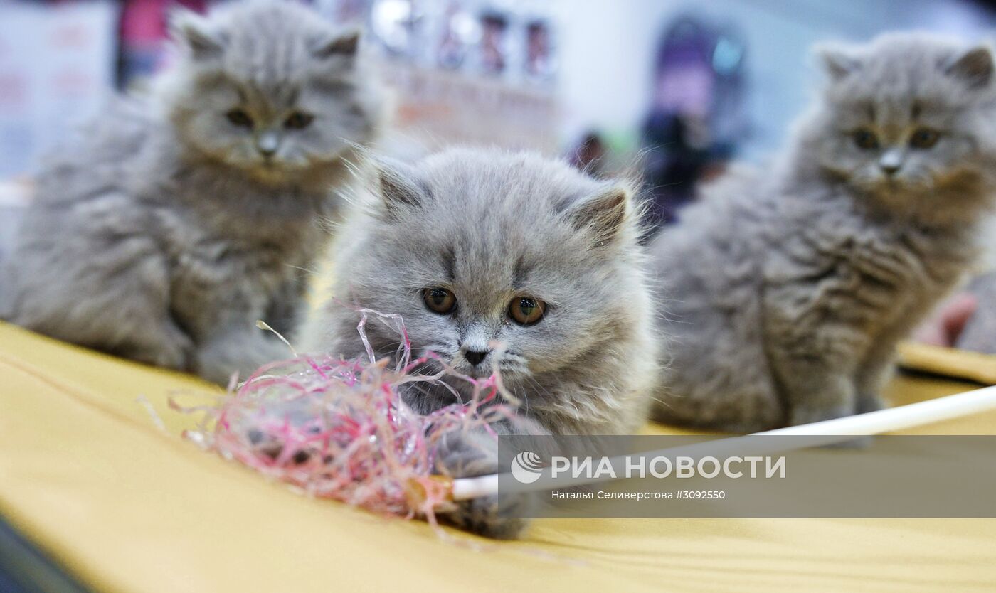 Выставка кошек "Кубок Валенсии - Весна"