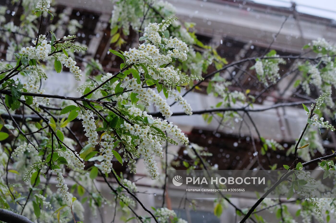 Майский снегопад в Москве