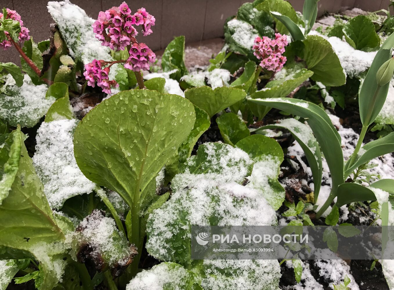Майский снегопад в Москве