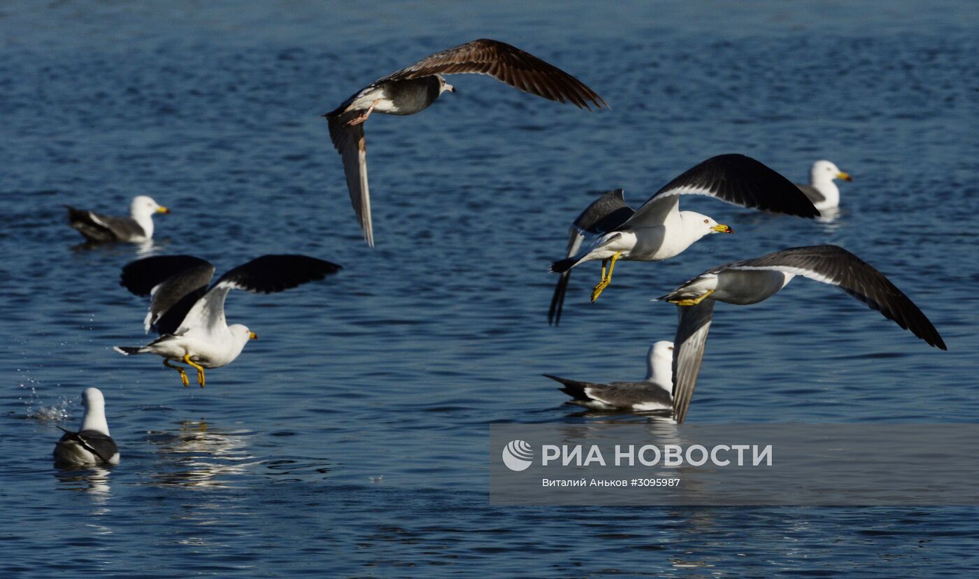 Чайки на озере Безымянном во Владивостоке