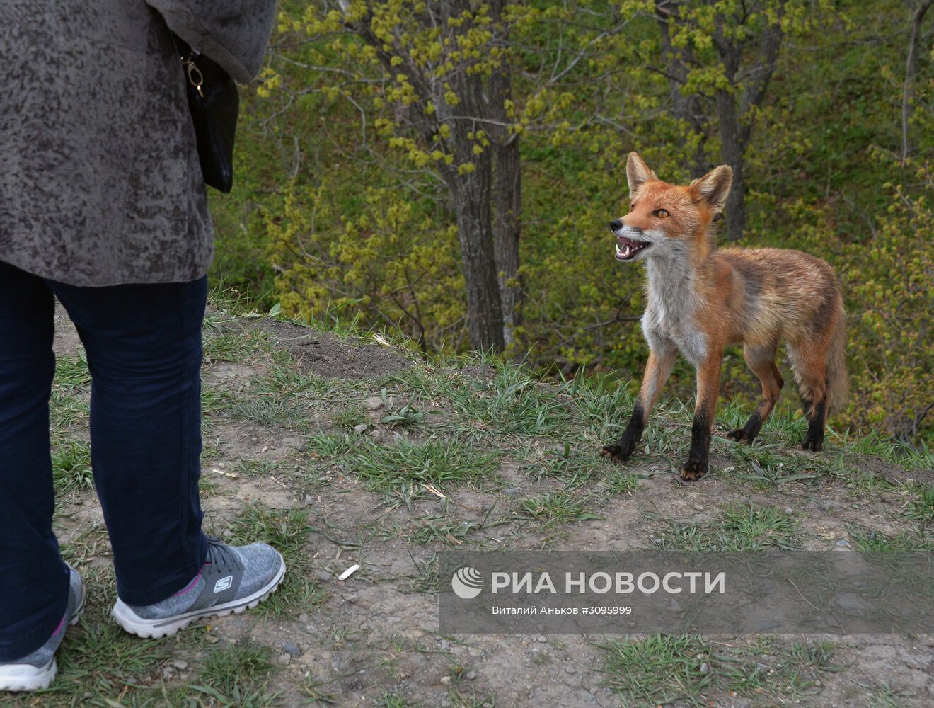 Лиса с лисятами поселилась у океанариума на острове Русском