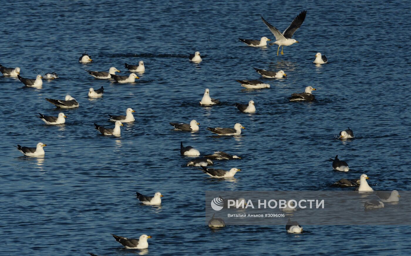 Чайки на озере Безымянном во Владивостоке