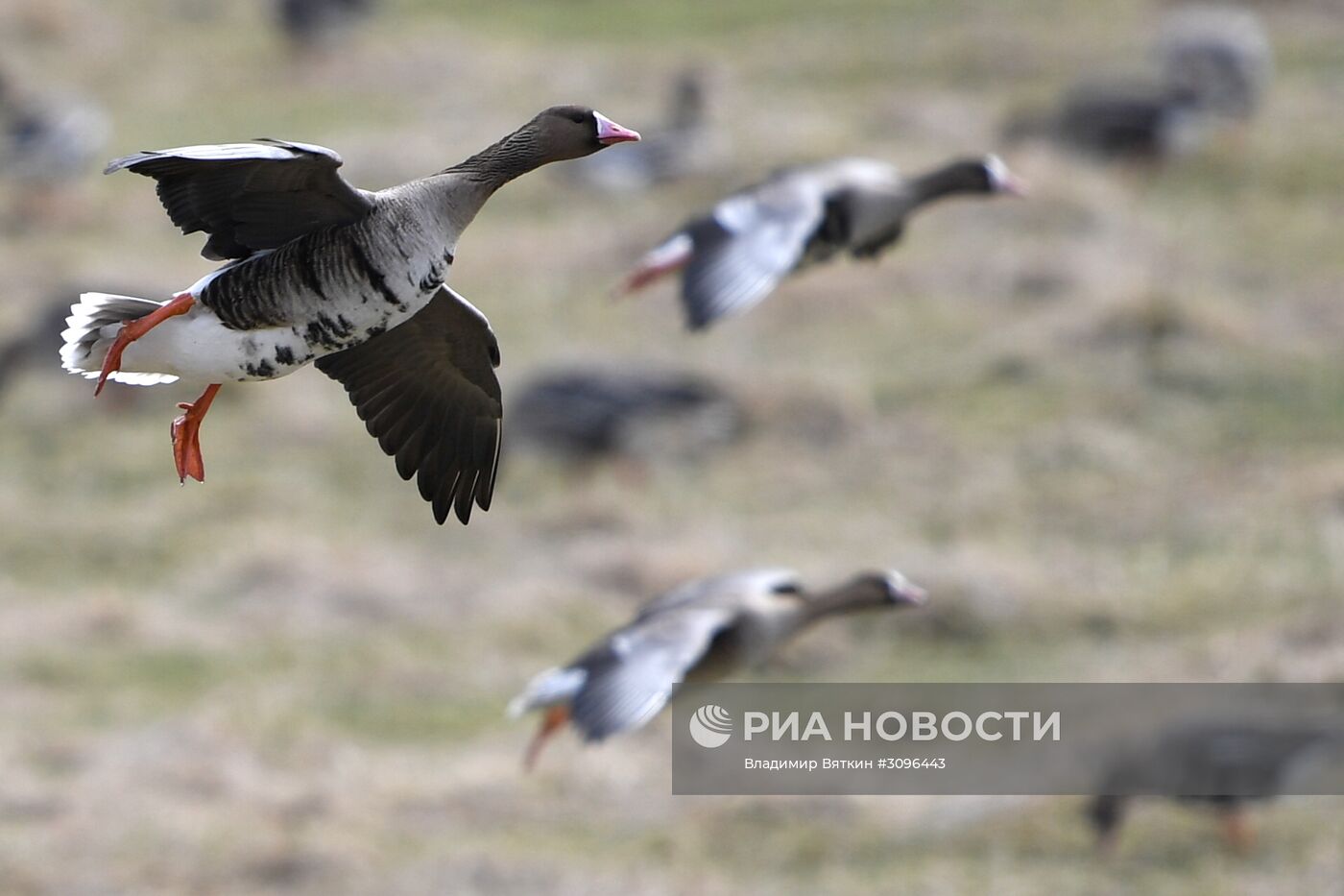 Гусиный заказник в Костромской области