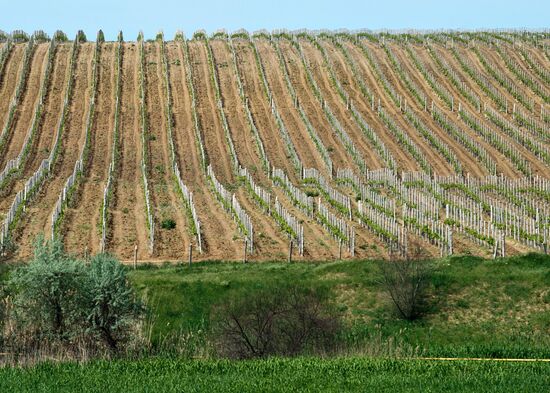 Инкерманский завод марочных вин в Крыму